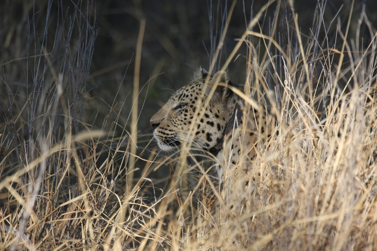 [2956] 2016_06_22_11_08_01_Africa_Canon_EOS_40D_IMG__00654.jpg