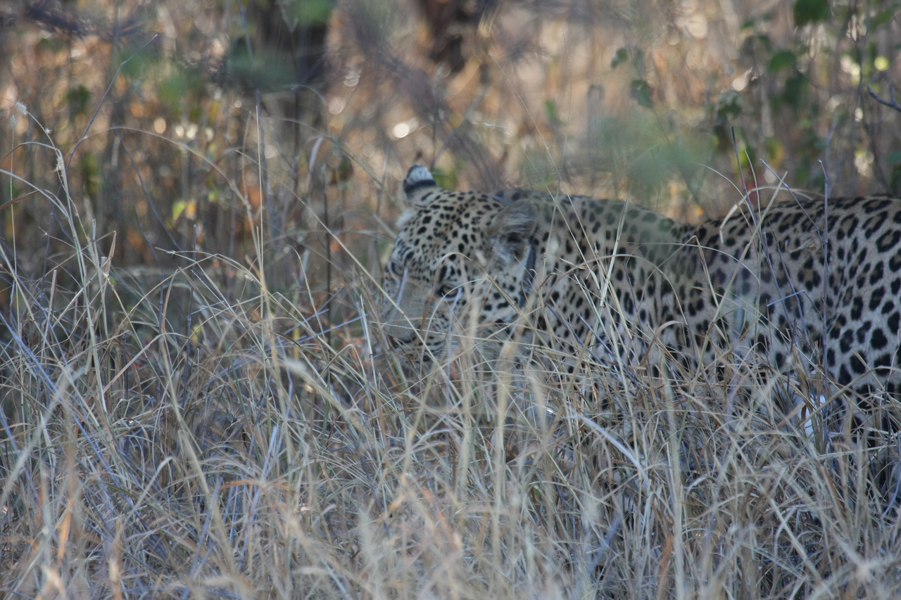 [2967] 2016_06_22_11_10_50_Africa_Canon_EOS_40D_IMG__00655.jpg