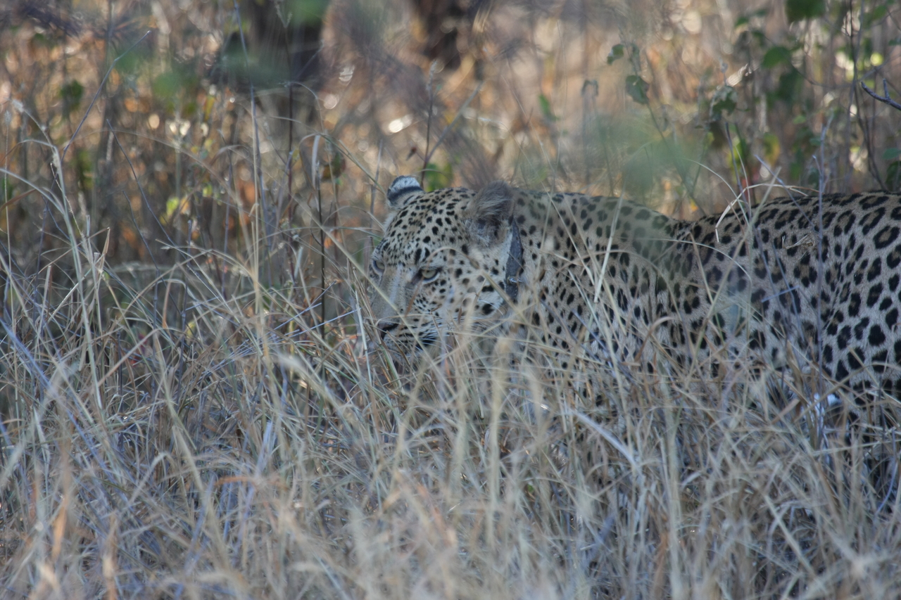 [2971] 2016_06_22_11_10_50_Africa_Canon_EOS_40D_IMG__00675.jpg