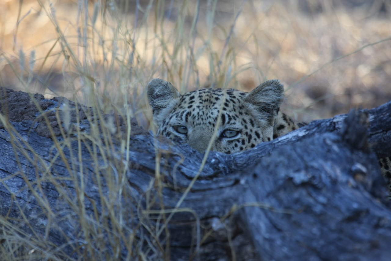 [3000] 2016_06_22_11_18_23_Africa_Canon_EOS_40D_IMG__00666.jpg