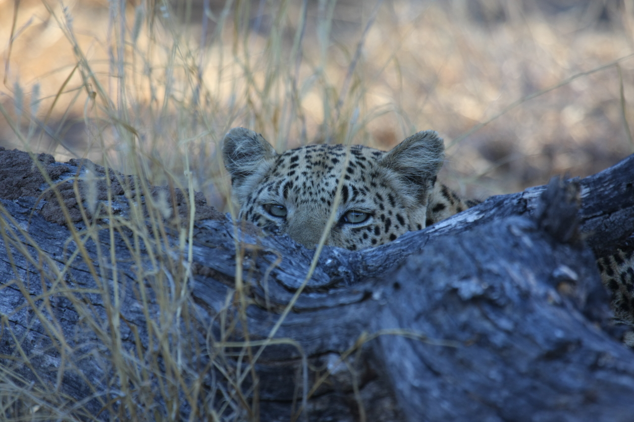 [3004] 2016_06_22_11_18_23_Africa_Canon_EOS_40D_IMG__08130.jpg