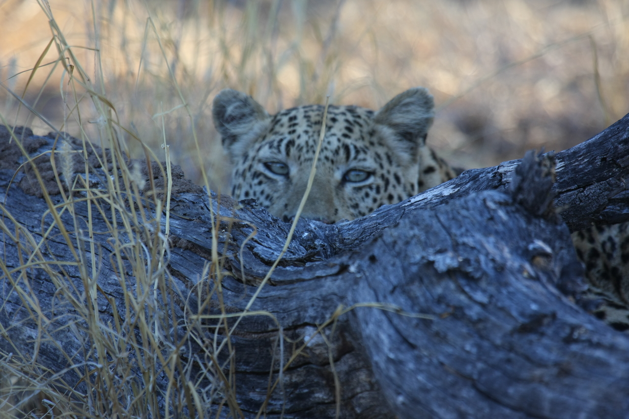 [3015] 2016_06_22_11_18_33_Africa_Canon_EOS_40D_IMG__00669.jpg