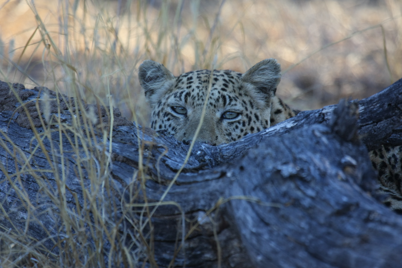 [3024] 2016_06_22_11_18_34_Africa_Canon_EOS_40D_IMG__00690.jpg