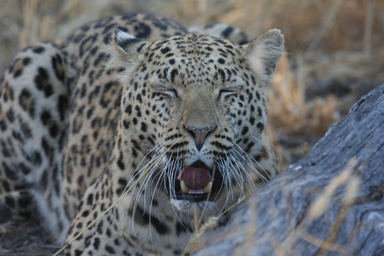 [3063] 2016_06_22_11_22_33_Africa_Canon_EOS_40D_IMG__00685.jpg