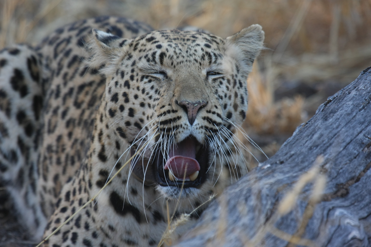 [3070] 2016_06_22_11_22_33_Africa_Canon_EOS_40D_IMG__08152.jpg
