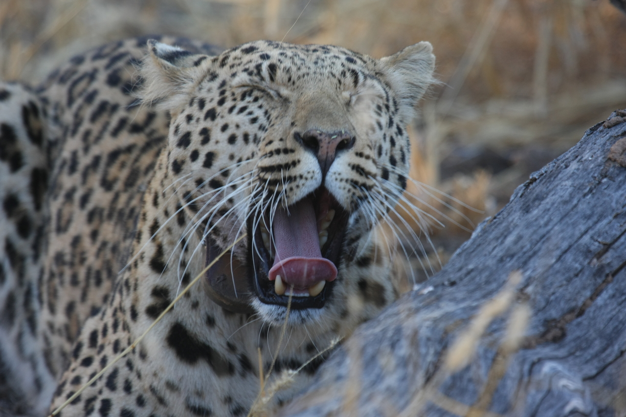 [3074] 2016_06_22_11_22_34_Africa_Canon_EOS_40D_IMG__00706.jpg