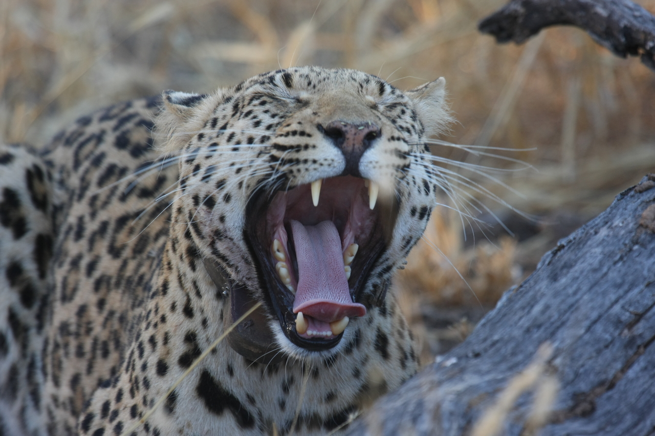 [3078] 2016_06_22_11_22_34_Africa_Canon_EOS_40D_IMG__08154.jpg