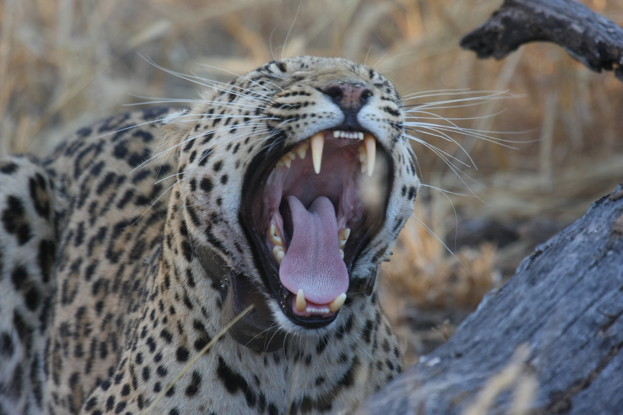 [3079] 2016_06_22_11_22_34_Africa_Canon_EOS_40D_IMG__08155.jpg