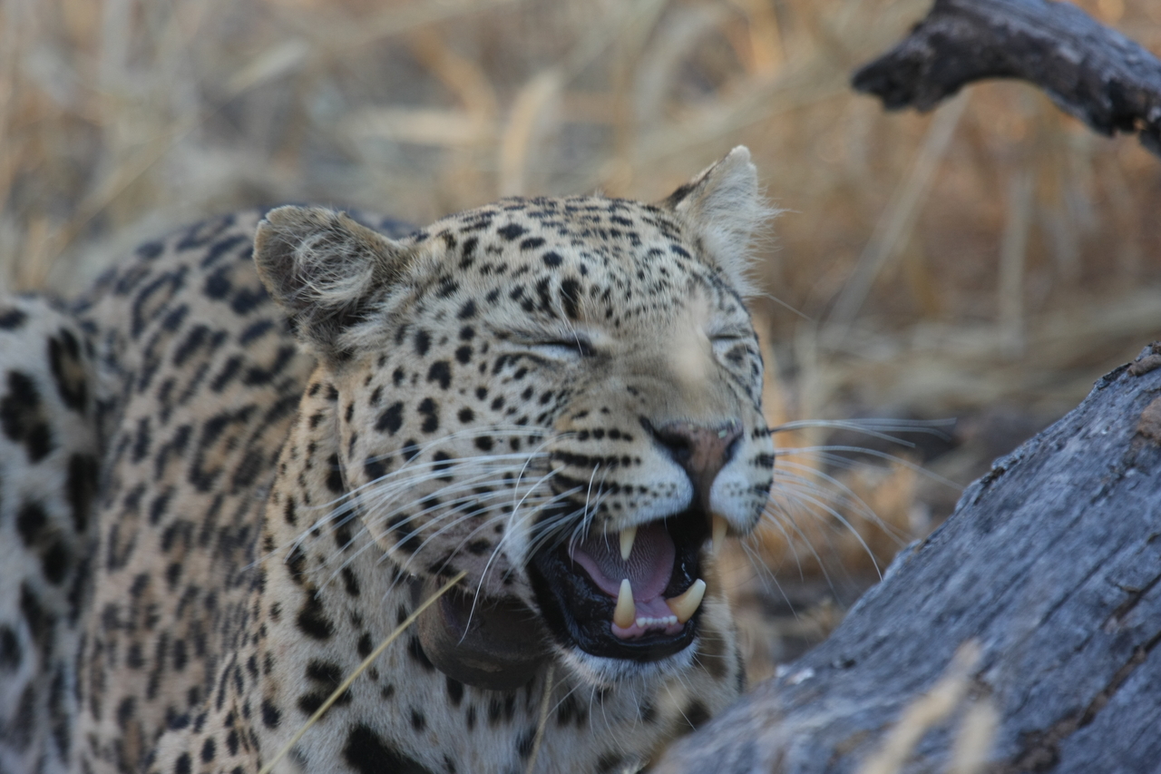 [3082] 2016_06_22_11_22_35_Africa_Canon_EOS_40D_IMG__08156.jpg
