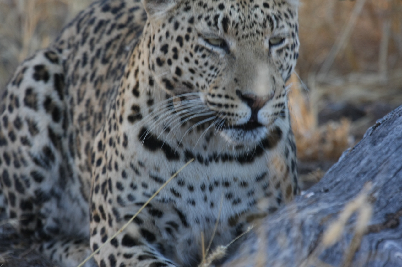 [3088] 2016_06_22_11_22_37_Africa_Canon_EOS_40D_IMG__08158.jpg