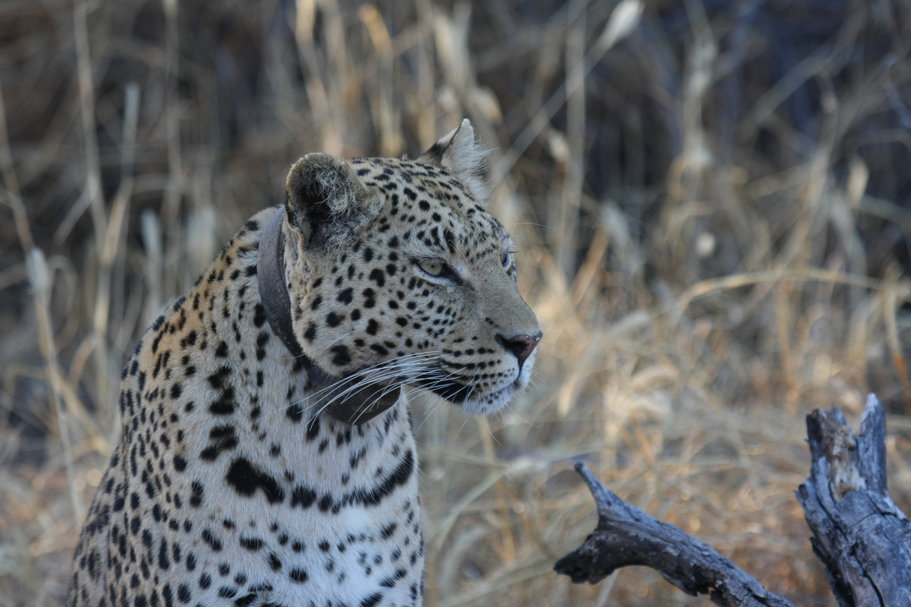 [3120] 2016_06_22_11_22_57_Africa_Canon_EOS_40D_IMG__00702.jpg