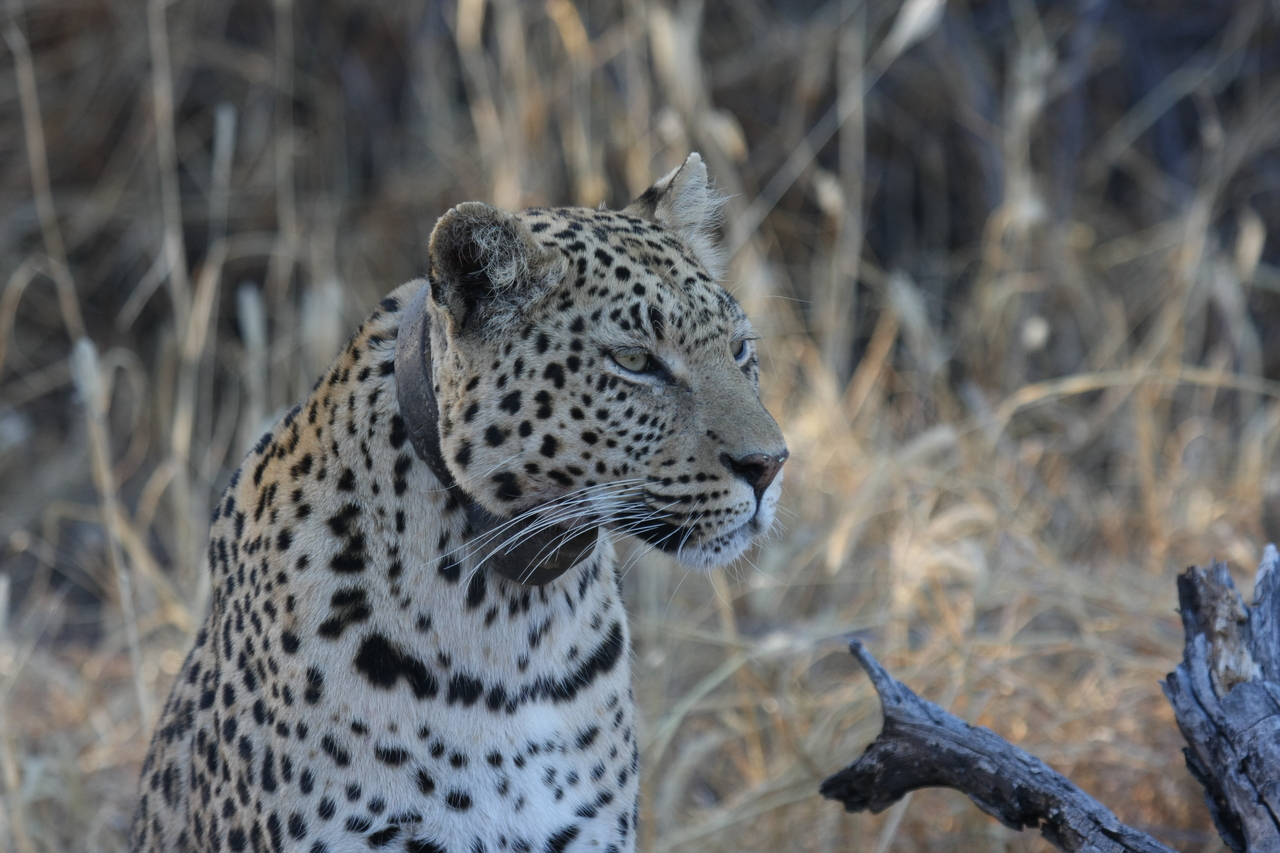 [3131] 2016_06_22_11_22_58_Africa_Canon_EOS_40D_IMG__08171.jpg
