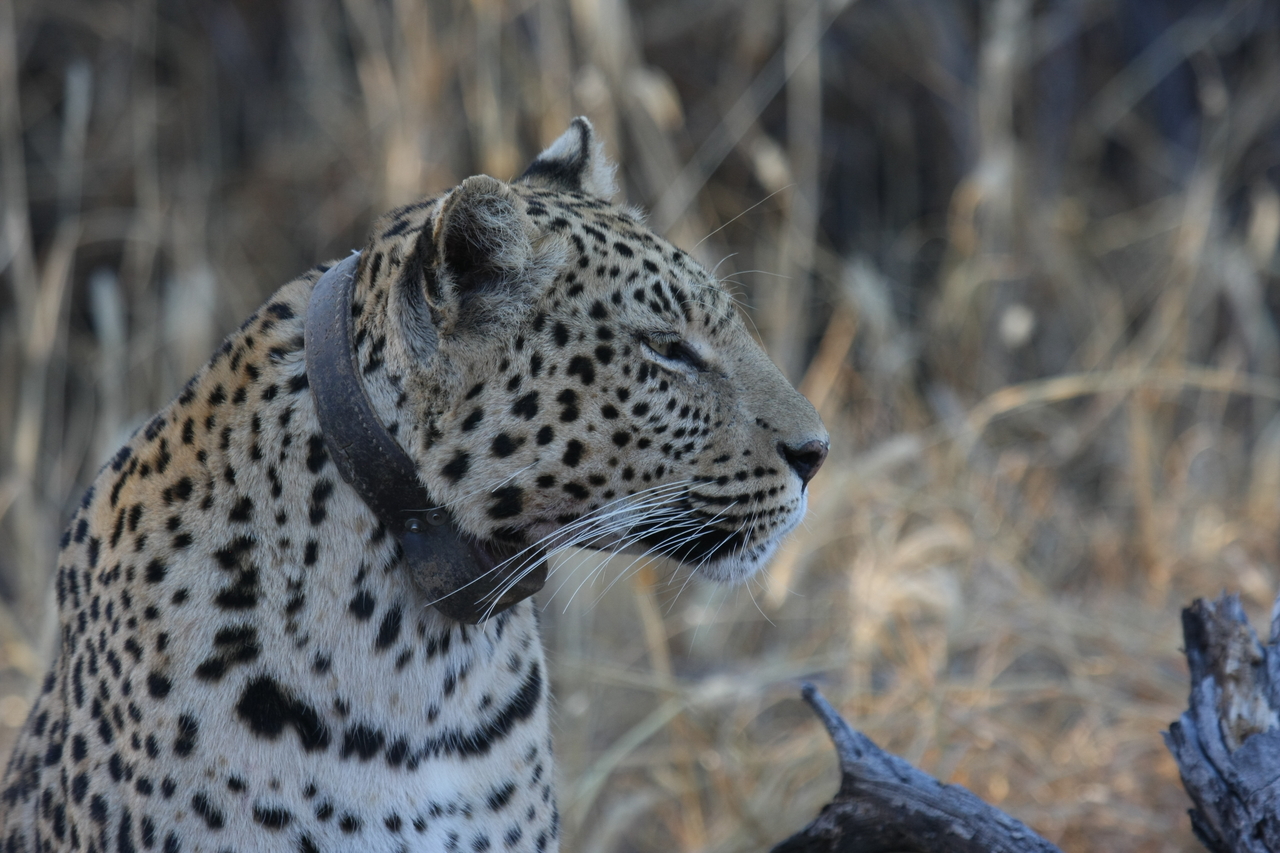 [3133] 2016_06_22_11_23_01_Africa_Canon_EOS_40D_IMG__00707.jpg