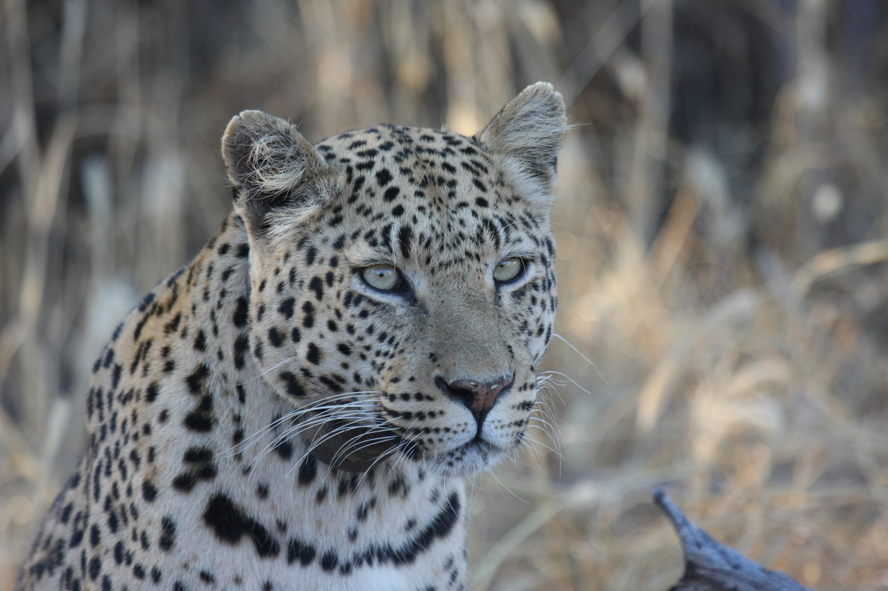 [3142] 2016_06_22_11_23_08_Africa_Canon_EOS_40D_IMG__00710.jpg