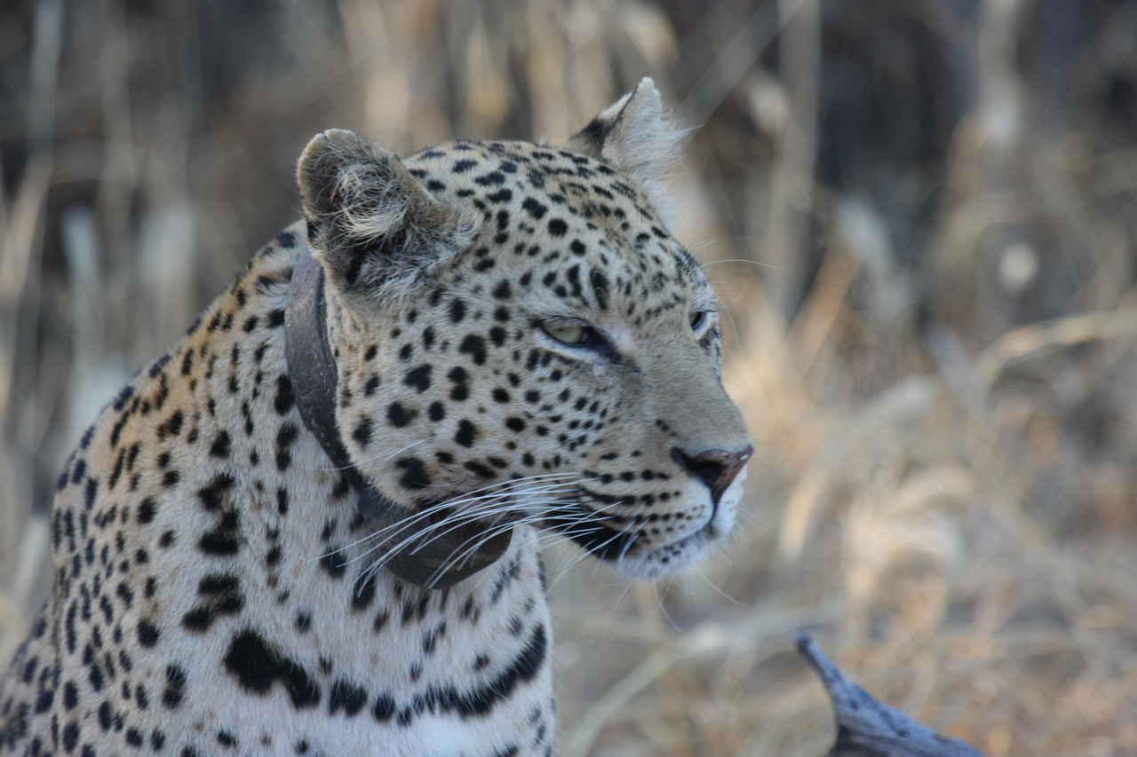 [3144] 2016_06_22_11_23_08_Africa_Canon_EOS_40D_IMG__00728.jpg