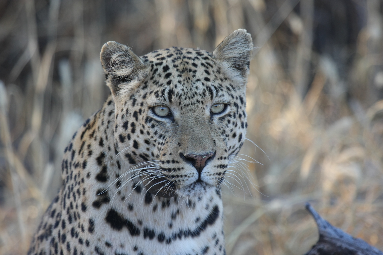 [3157] 2016_06_22_11_23_09_Africa_Canon_EOS_40D_IMG__08179.jpg