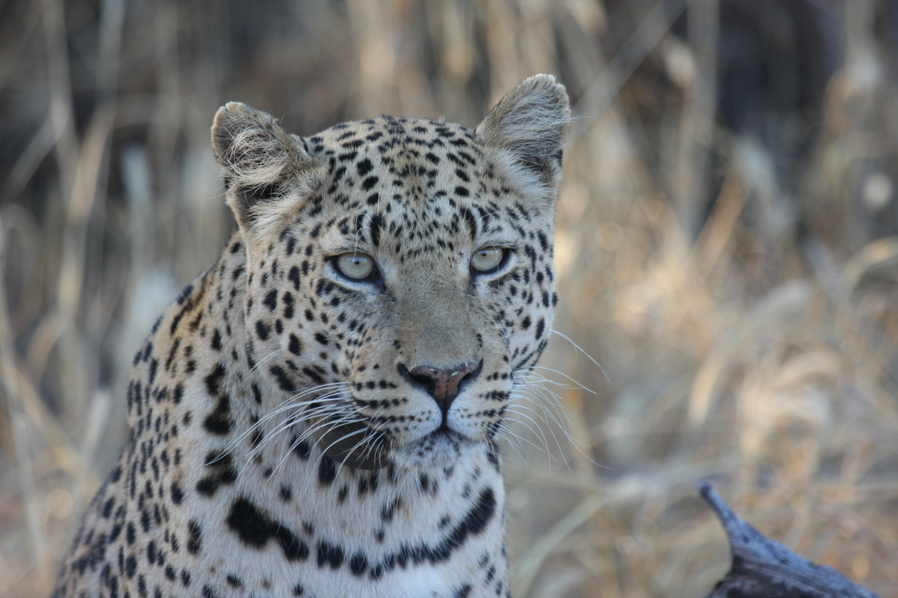 [3159] 2016_06_22_11_23_10_Africa_Canon_EOS_40D_IMG__00715.jpg