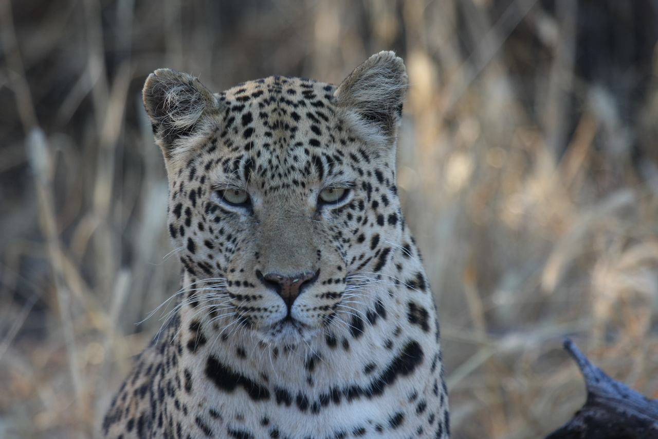 [3169] 2016_06_22_11_23_15_Africa_Canon_EOS_40D_IMG__00719.jpg