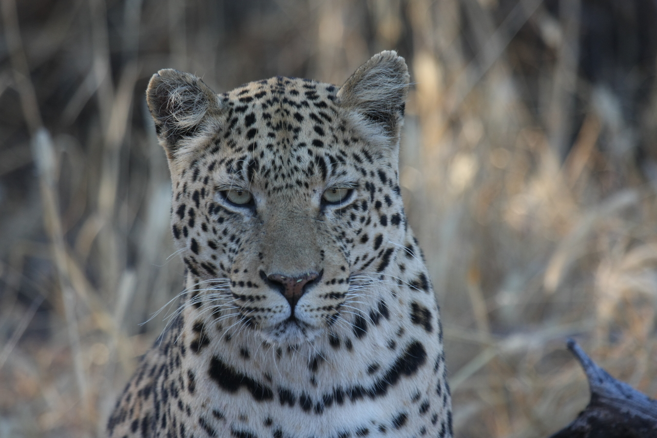 [3173] 2016_06_22_11_23_15_Africa_Canon_EOS_40D_IMG__00739.jpg