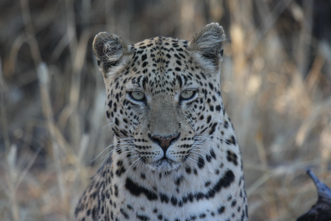 [3178] 2016_06_22_11_23_16_Africa_Canon_EOS_40D_IMG__00740.jpg