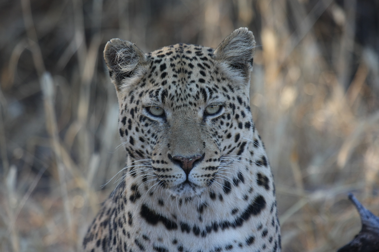 [3181] 2016_06_22_11_23_17_Africa_Canon_EOS_40D_IMG__00741.jpg