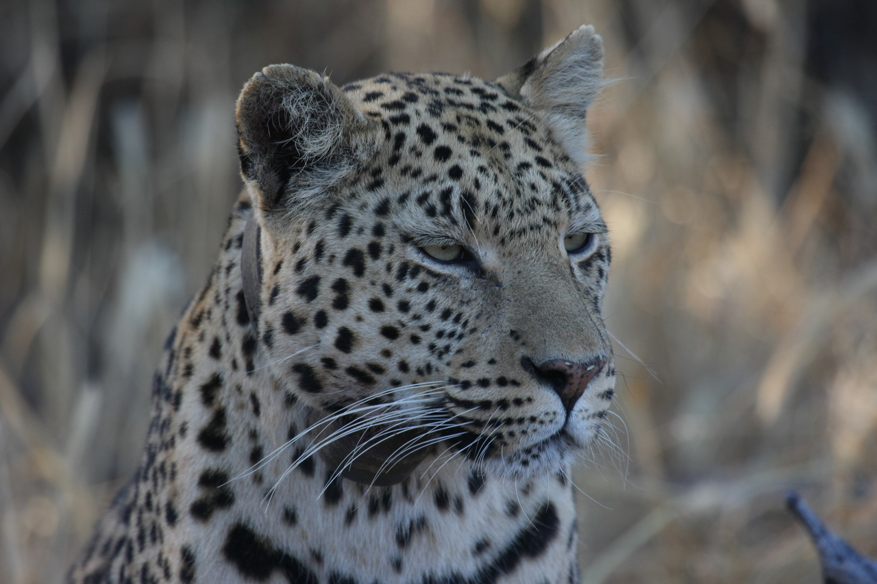 [3183] 2016_06_22_11_23_19_Africa_Canon_EOS_40D_IMG__00723.jpg