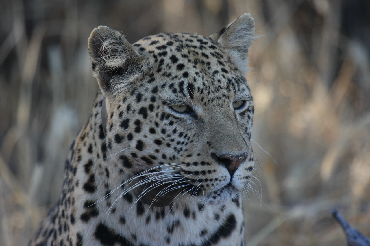 [3185] 2016_06_22_11_23_19_Africa_Canon_EOS_40D_IMG__00725.jpg