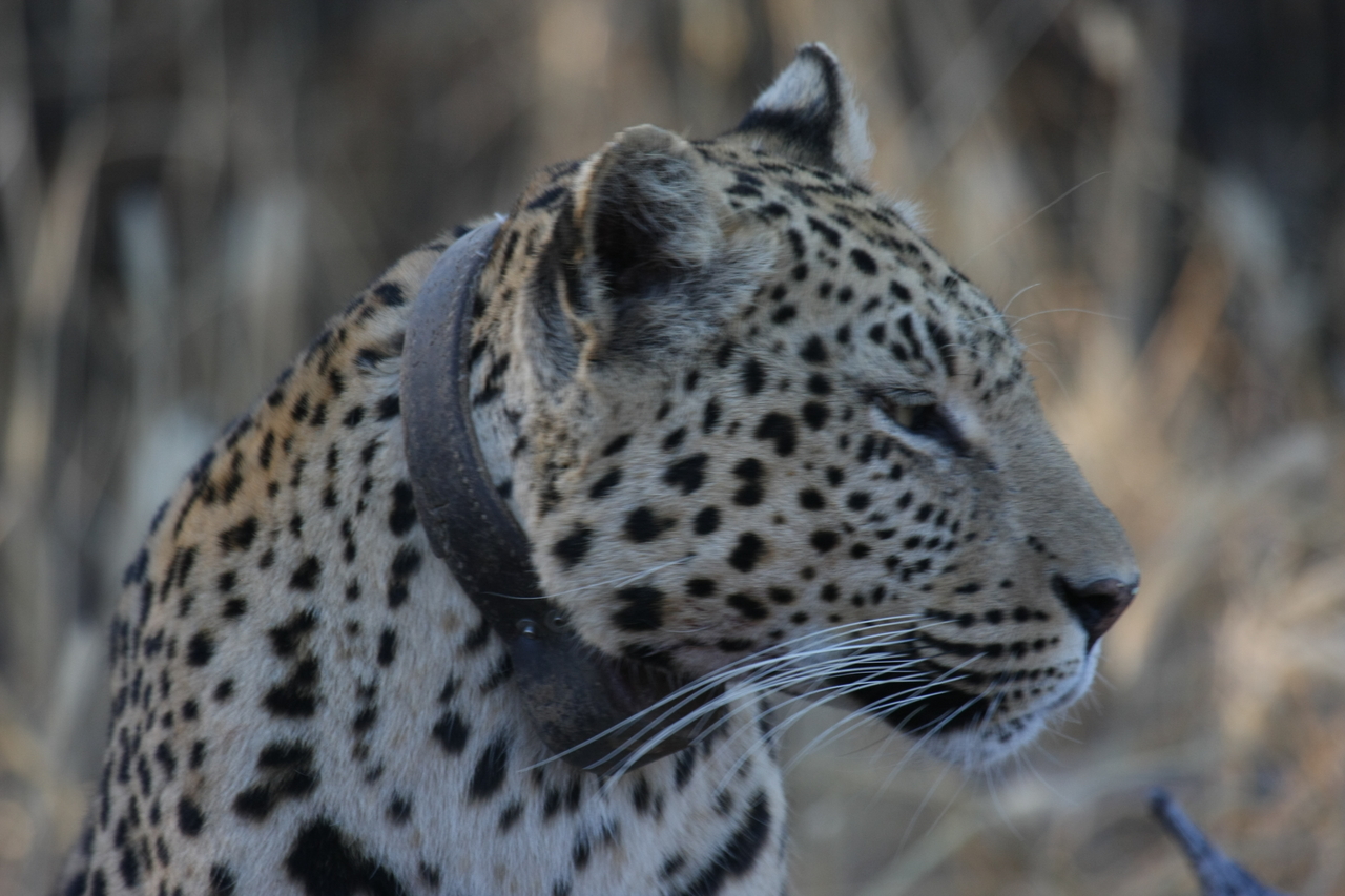 [3197] 2016_06_22_11_23_21_Africa_Canon_EOS_40D_IMG__00747.jpg
