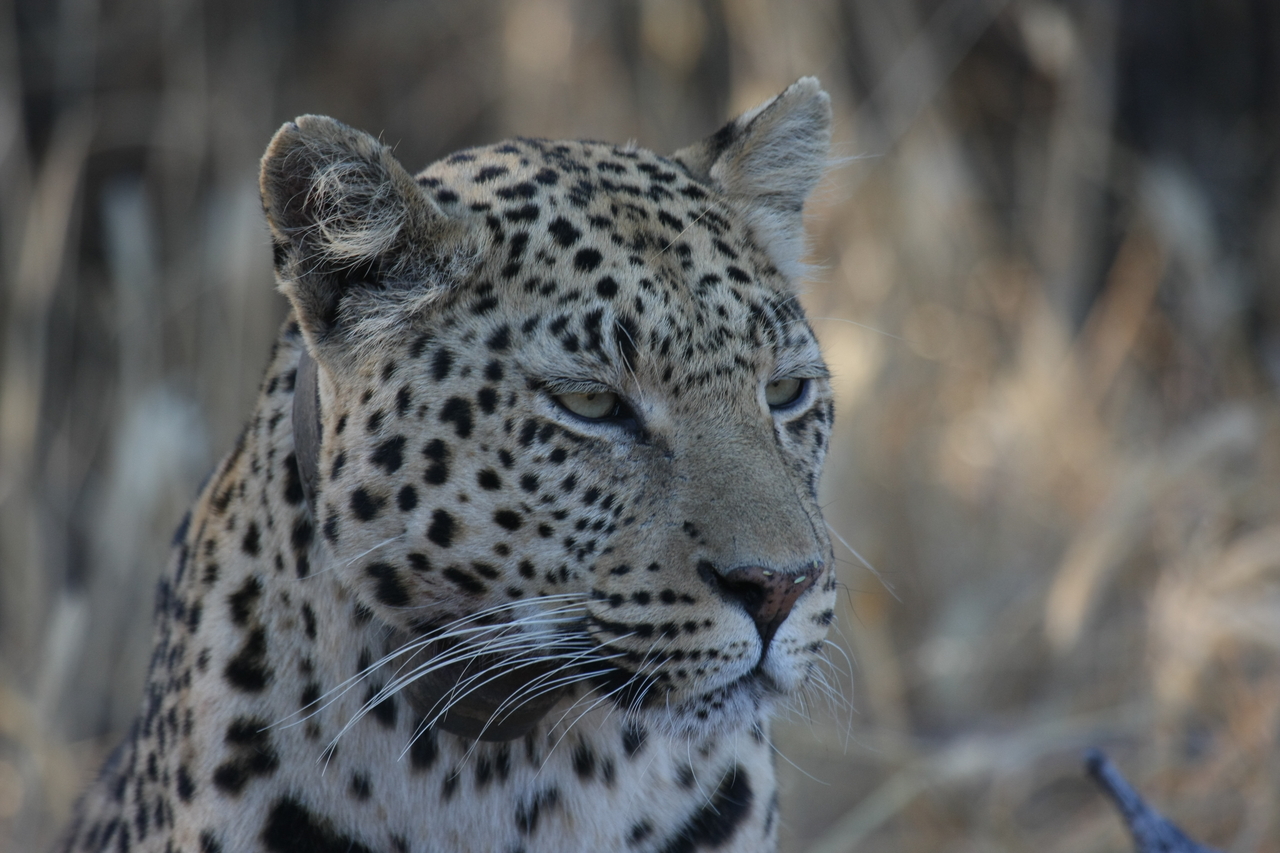 [3198] 2016_06_22_11_23_21_Africa_Canon_EOS_40D_IMG__08192.jpg