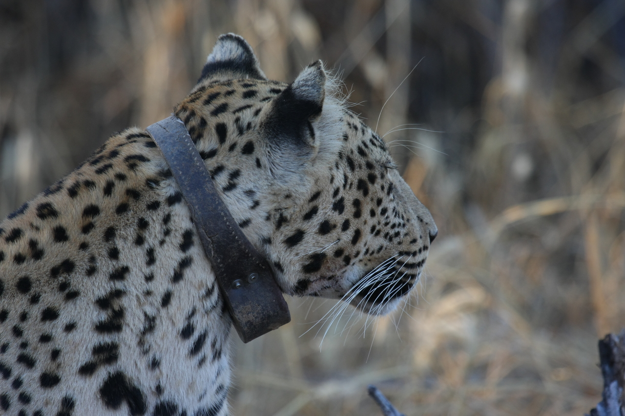 [3236] 2016_06_22_11_24_11_Africa_Canon_EOS_40D_IMG__00734.jpg