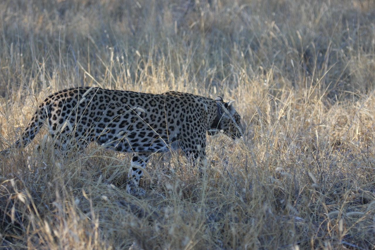 [3246] 2016_06_22_11_24_27_Africa_Canon_EOS_40D_IMG__00756.jpg
