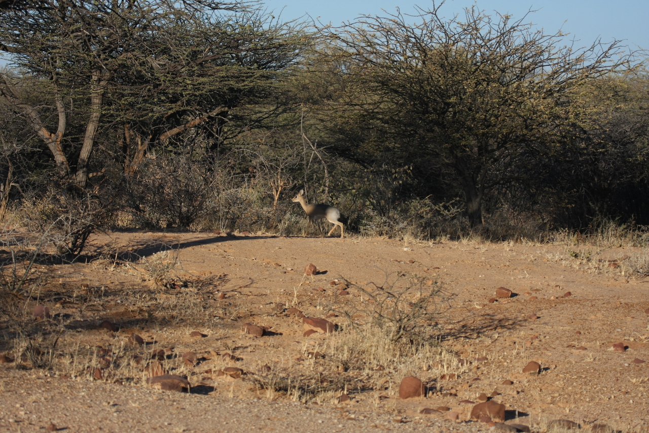 [3256] 2016_06_22_11_32_09_Africa_Canon_EOS_40D_IMG__00742.jpg