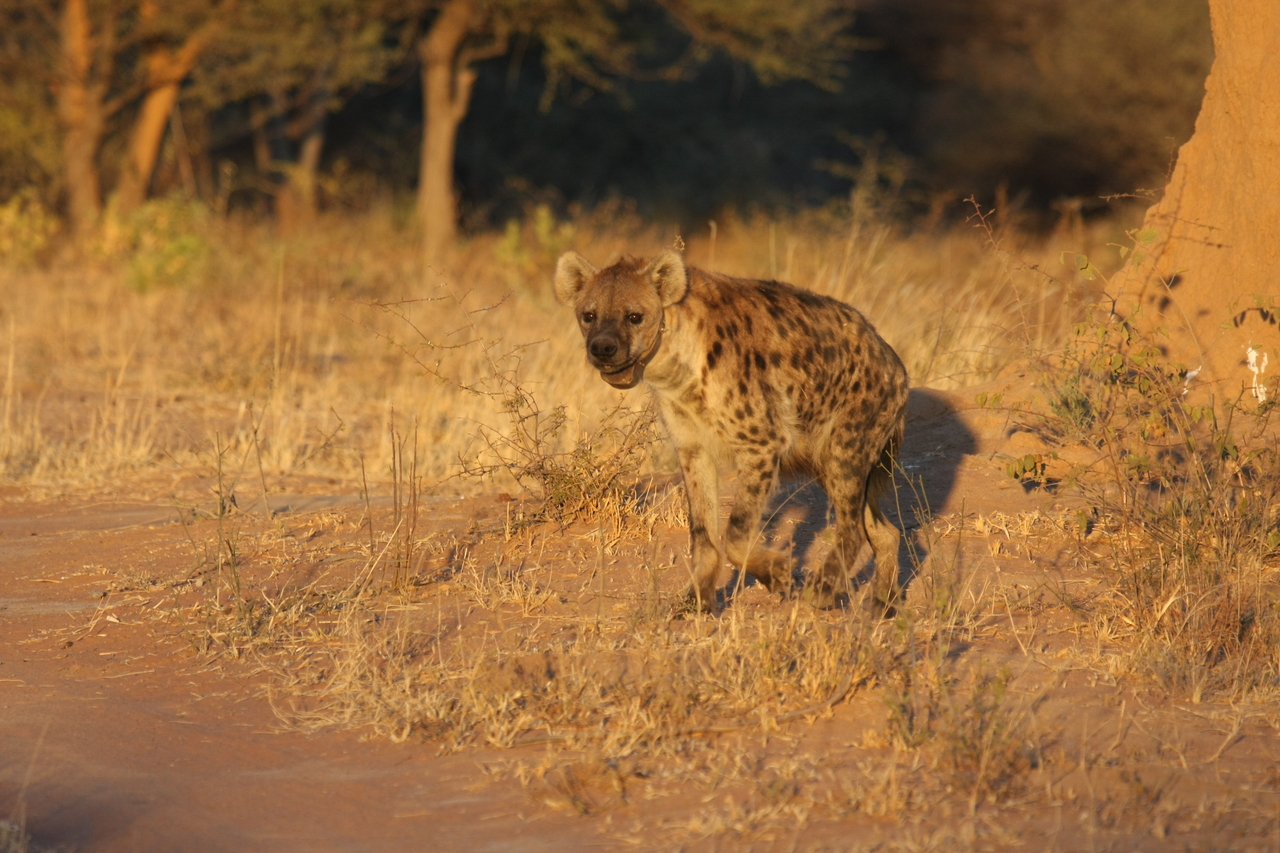 [3283] 2016_06_22_12_04_51_Africa_Canon_EOS_40D_IMG__00764.jpg