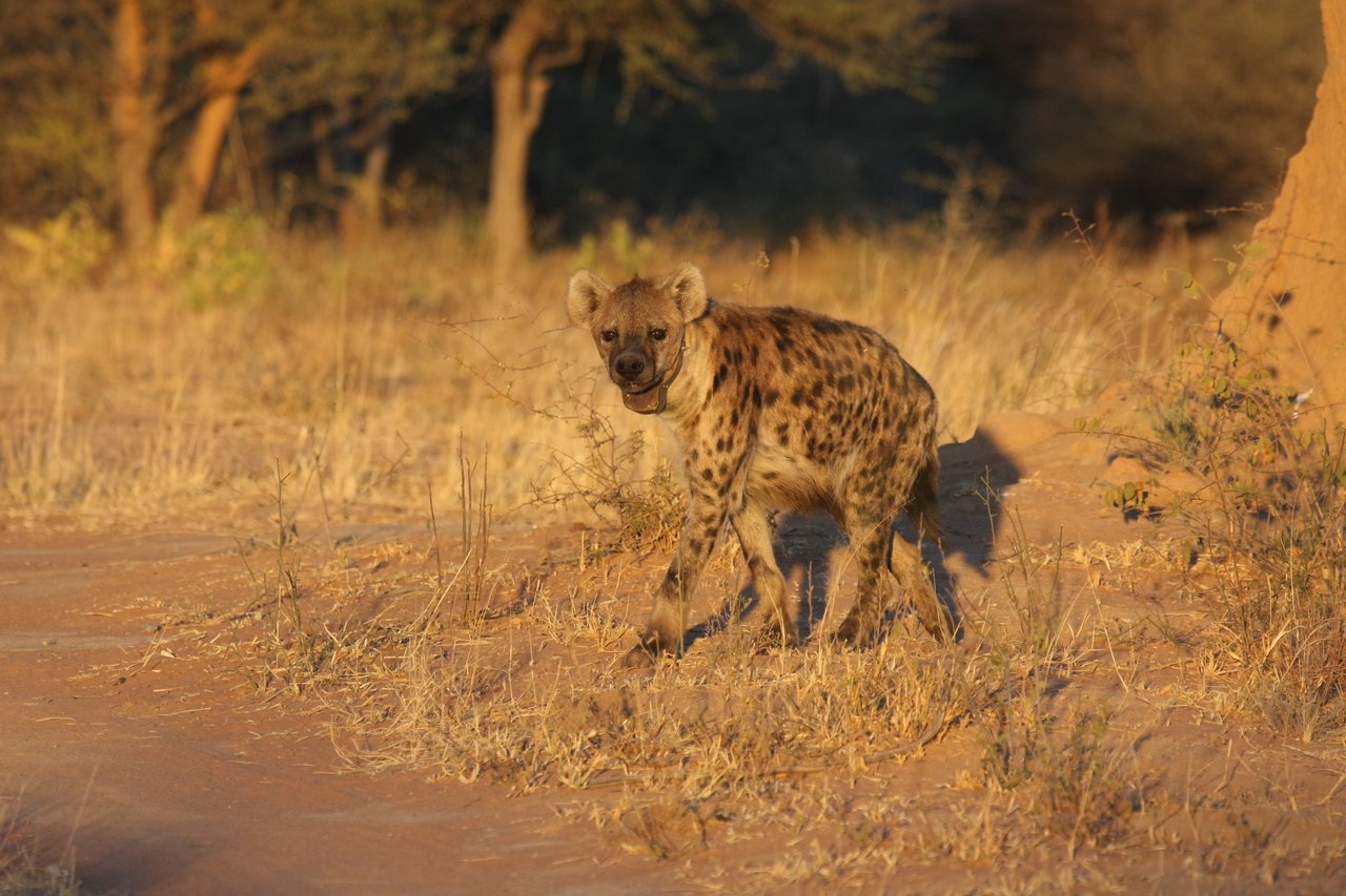[3284] 2016_06_22_12_04_51_Africa_Canon_EOS_40D_IMG__00765.jpg