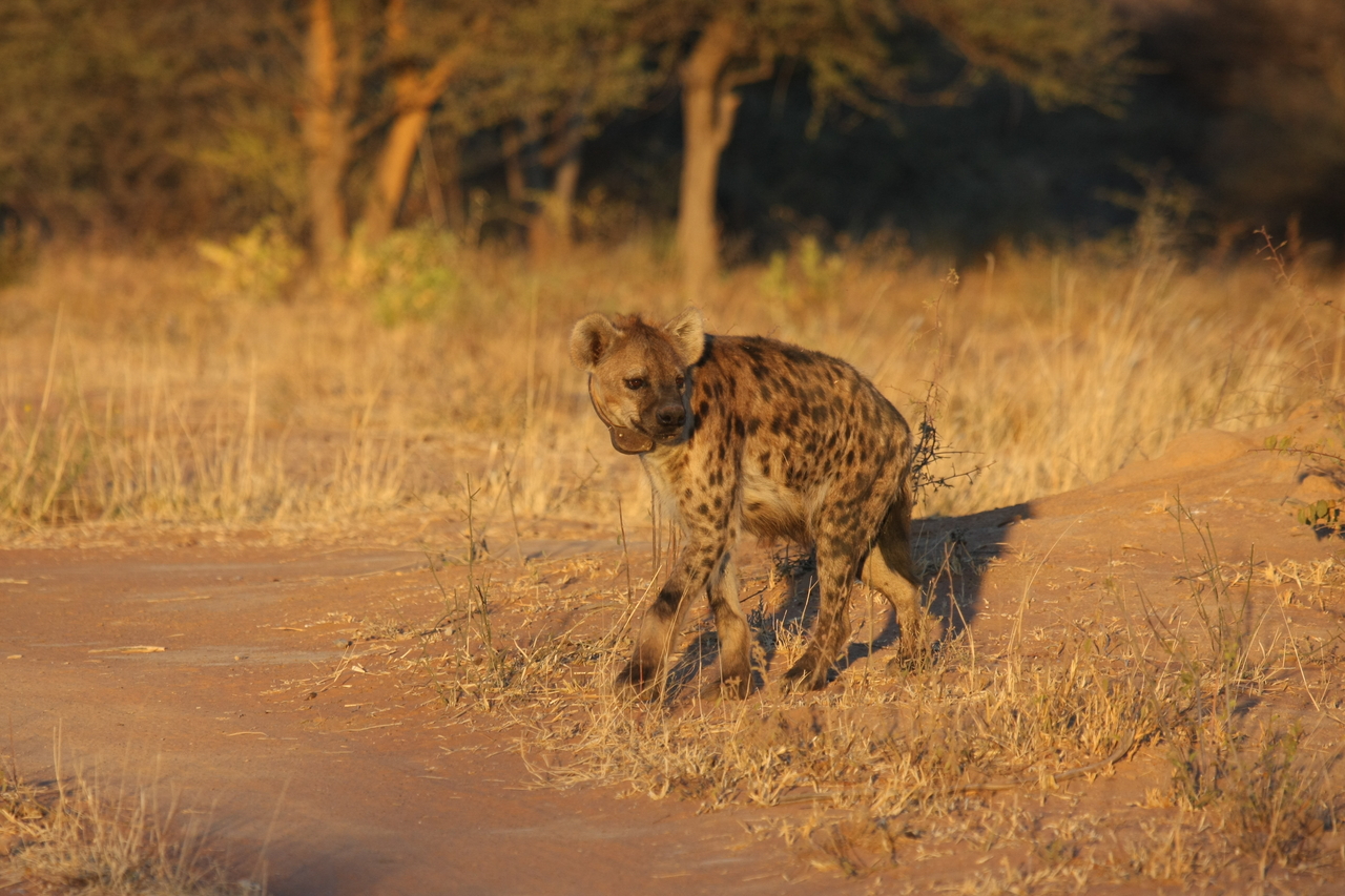 [3291] 2016_06_22_12_04_52_Africa_Canon_EOS_40D_IMG__08213.jpg