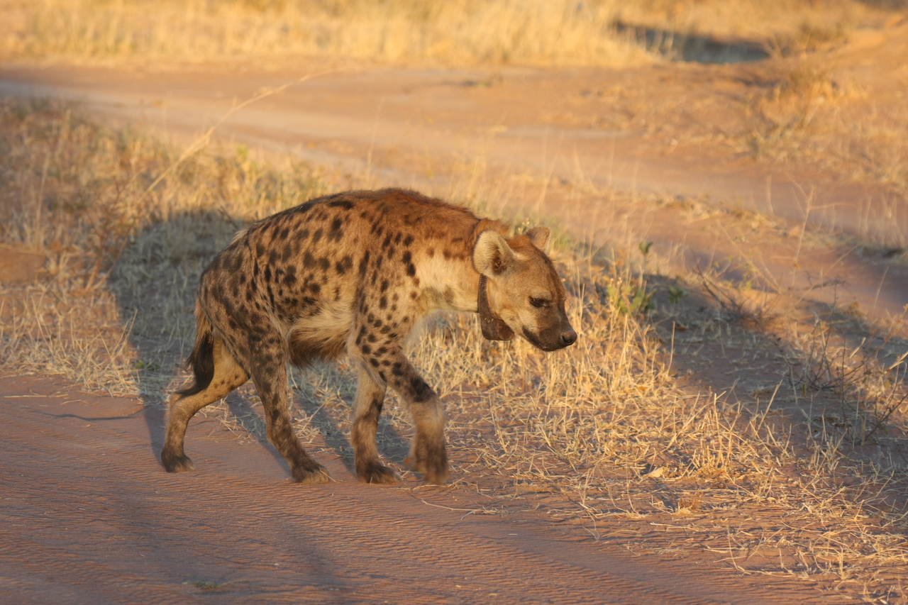 [3322] 2016_06_22_12_05_15_Africa_Canon_EOS_40D_IMG__08224.jpg
