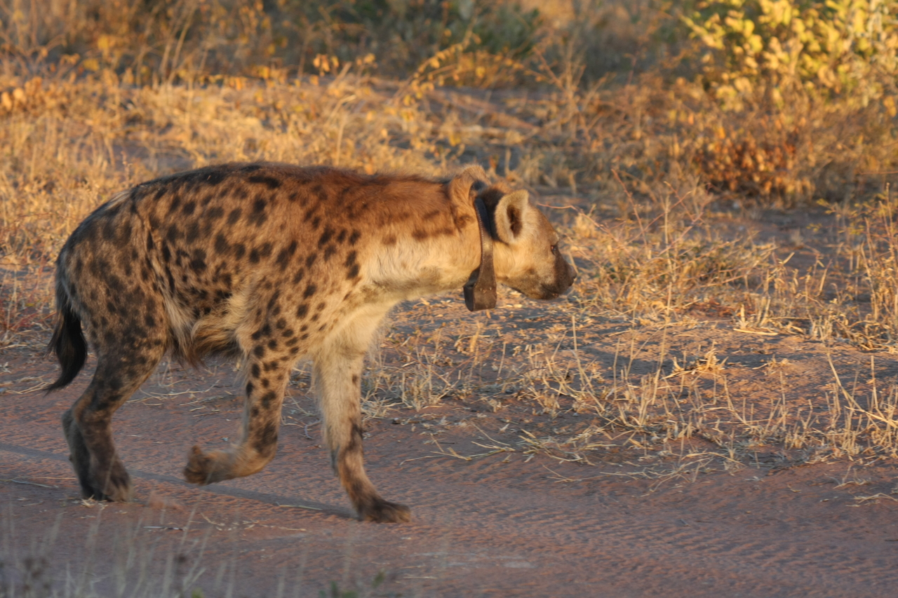 [3332] 2016_06_22_12_05_24_Africa_Canon_EOS_40D_IMG__00762.jpg