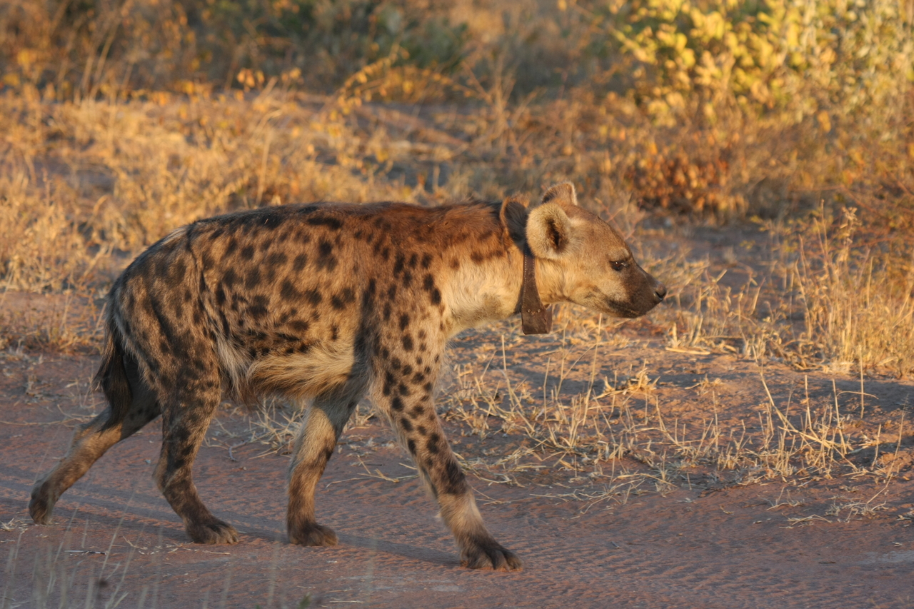 [3333] 2016_06_22_12_05_24_Africa_Canon_EOS_40D_IMG__00763.jpg