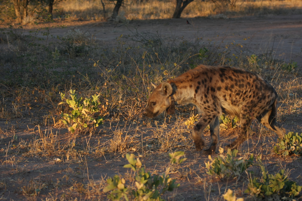 [3351] 2016_06_22_12_05_52_Africa_Canon_EOS_40D_IMG__00787.jpg