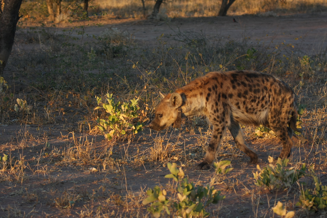 [3352] 2016_06_22_12_05_52_Africa_Canon_EOS_40D_IMG__00788.jpg