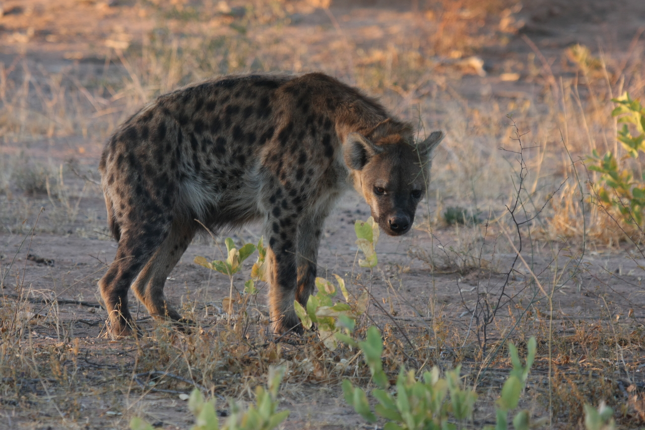 [3366] 2016_06_22_12_06_59_Africa_Canon_EOS_40D_IMG__08238.jpg