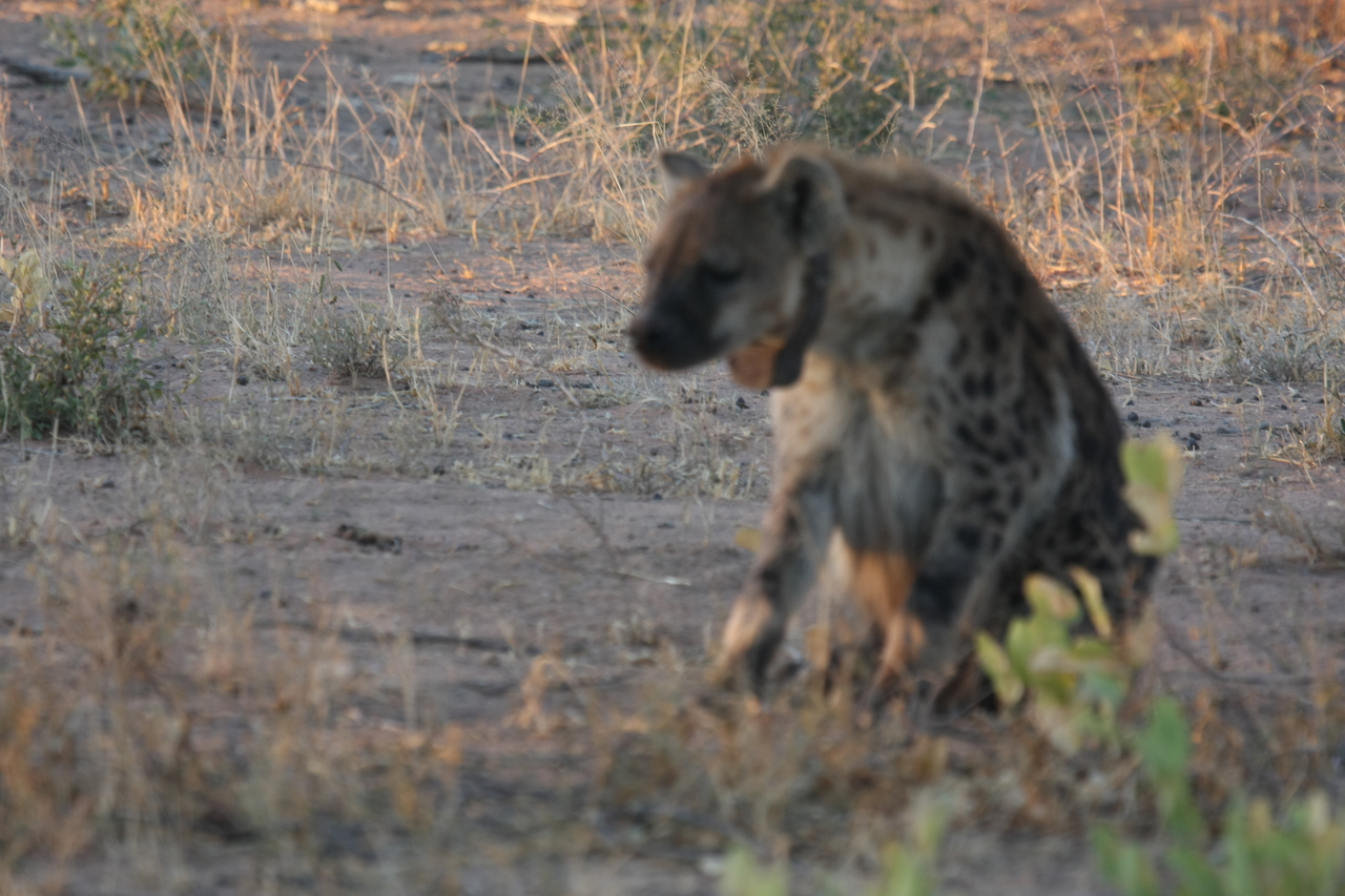 [3368] 2016_06_22_12_07_04_Africa_Canon_EOS_40D_IMG__00774.jpg