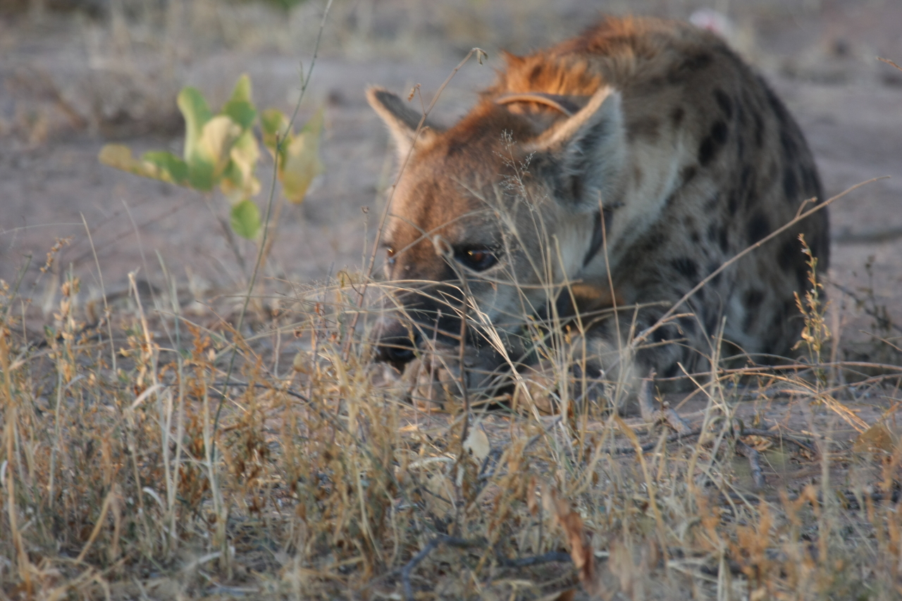 [3390] 2016_06_22_12_07_55_Africa_Canon_EOS_40D_IMG__00800.jpg