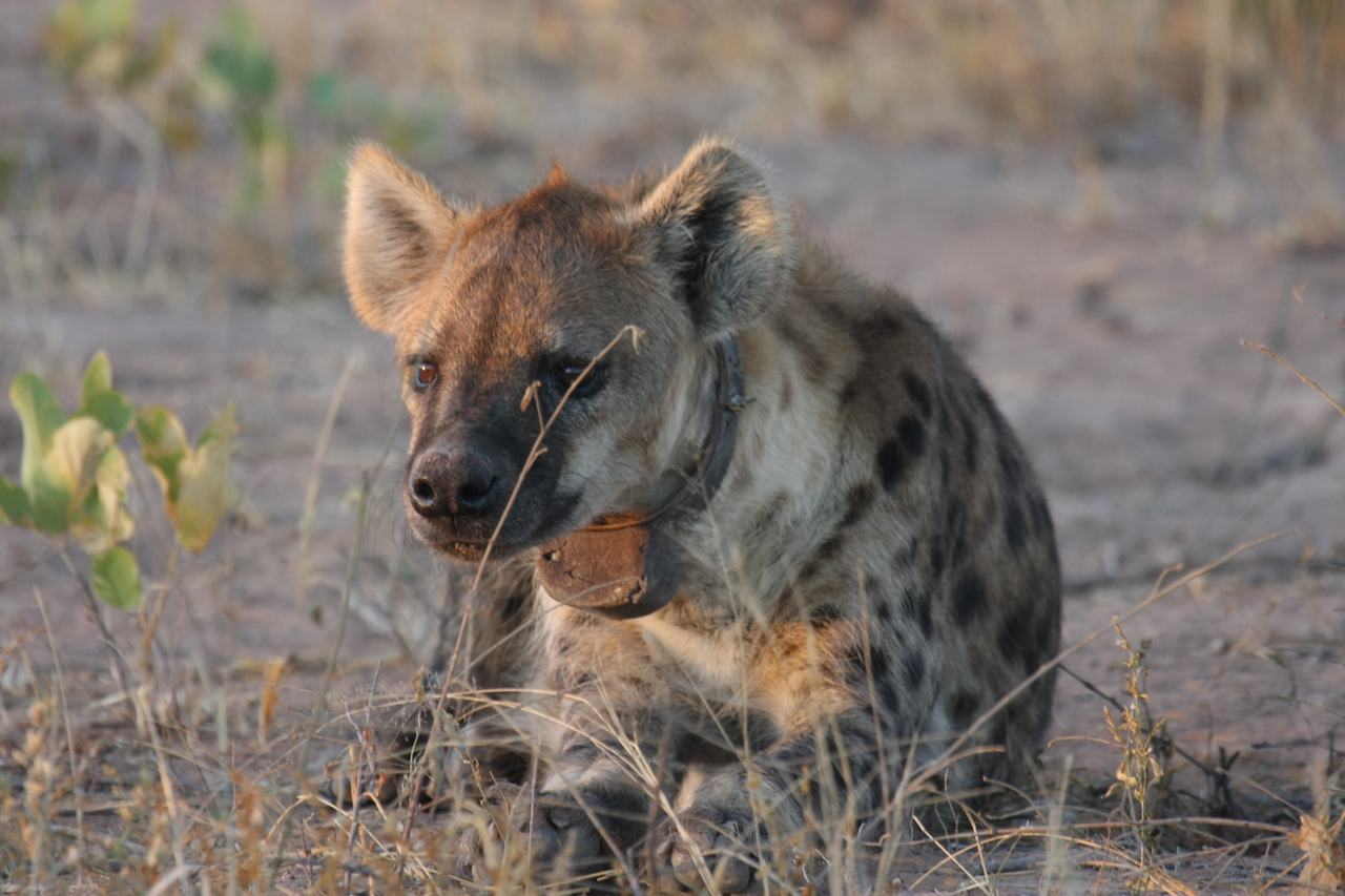 [3397] 2016_06_22_12_08_05_Africa_Canon_EOS_40D_IMG__08249.jpg