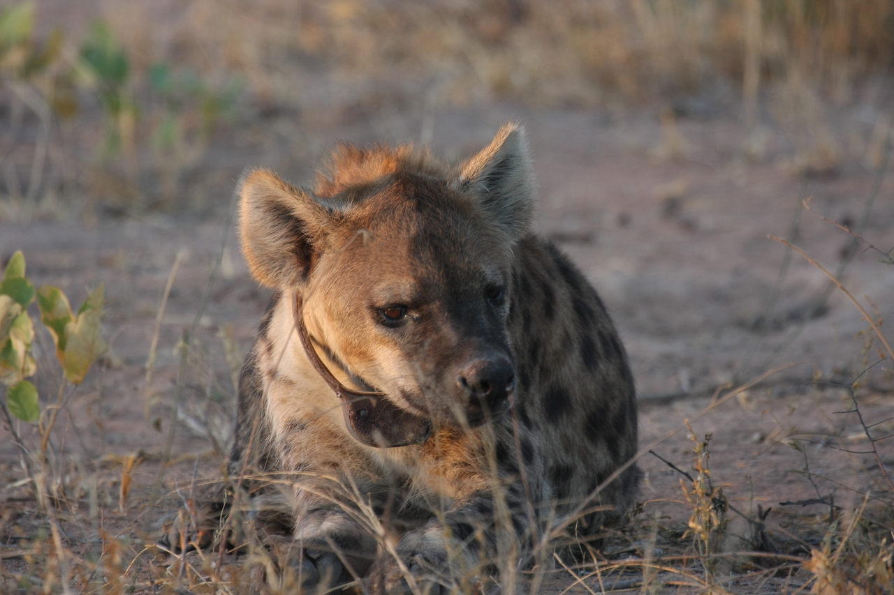 [3399] 2016_06_22_12_08_11_Africa_Canon_EOS_40D_IMG__00785.jpg