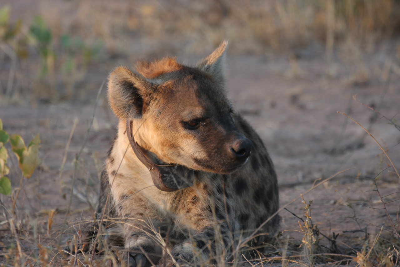 [3401] 2016_06_22_12_08_11_Africa_Canon_EOS_40D_IMG__00803.jpg