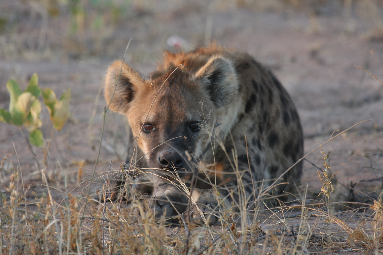 [3418] 2016_06_22_12_08_15_Africa_Canon_EOS_40D_IMG__08256.jpg