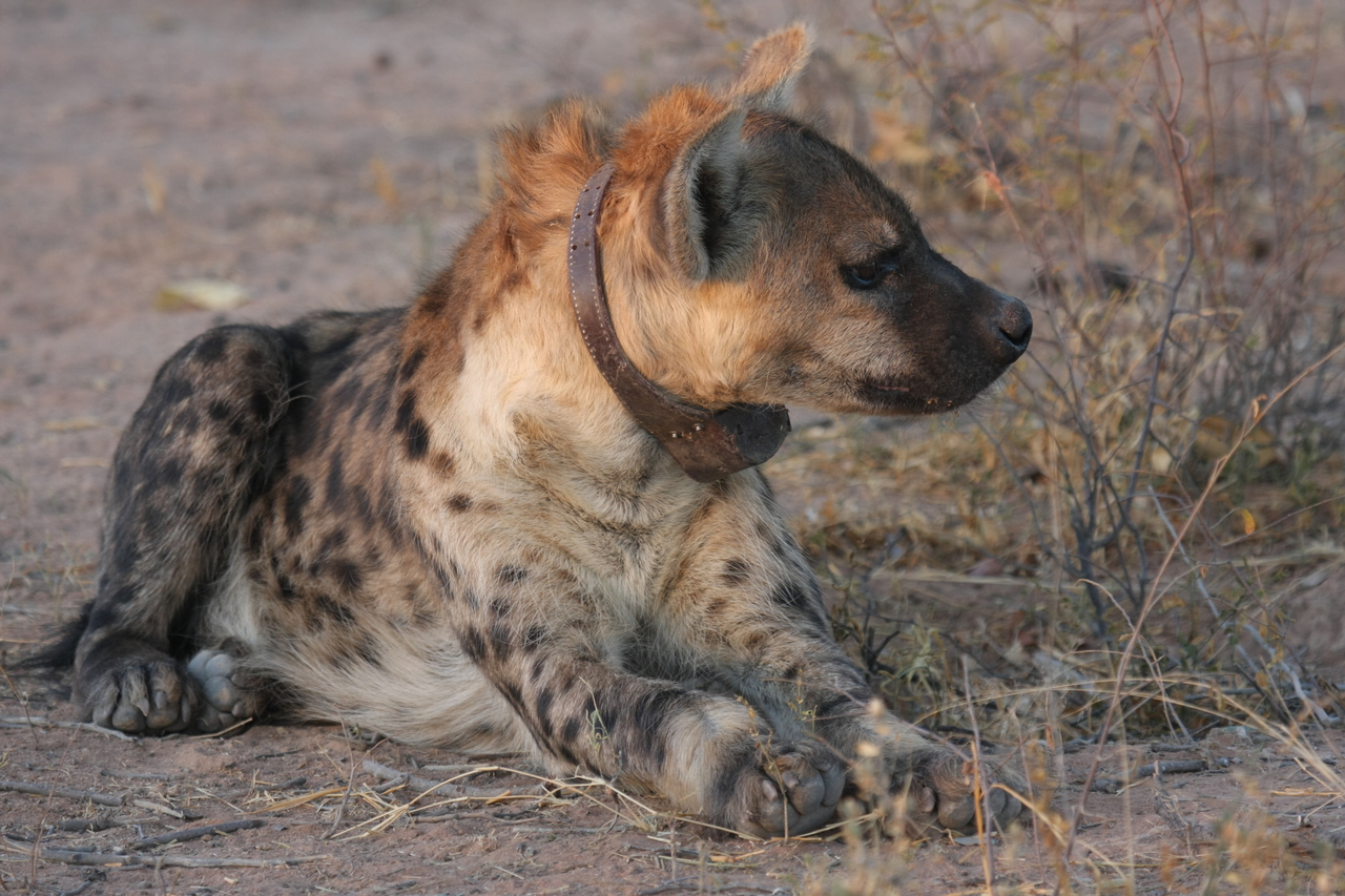 [3438] 2016_06_22_12_08_59_Africa_Canon_EOS_40D_IMG__08262.jpg