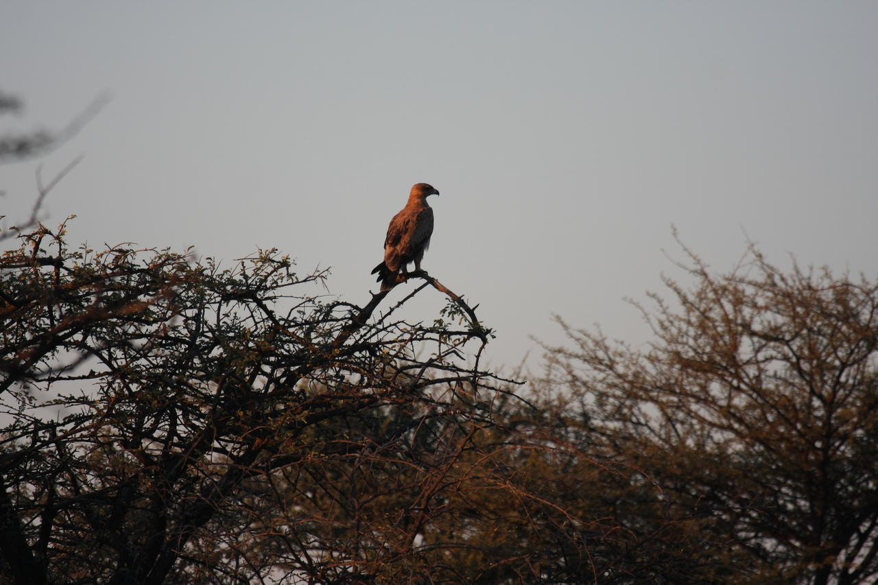 [3455] 2016_06_22_12_09_27_Africa_Canon_EOS_40D_IMG__00803.jpg