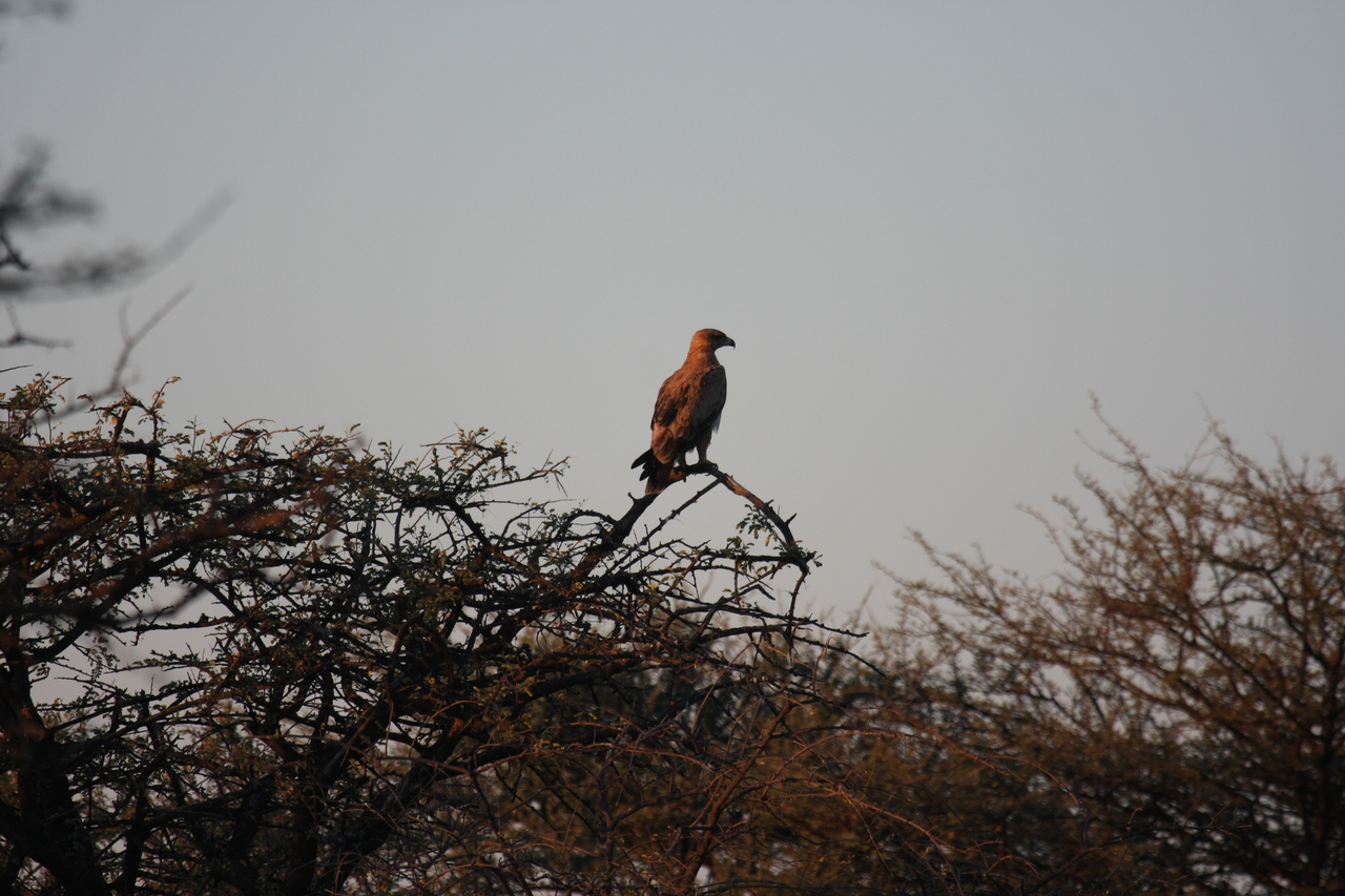 [3463] 2016_06_22_12_09_27_Africa_Canon_EOS_40D_IMG__08271.jpg